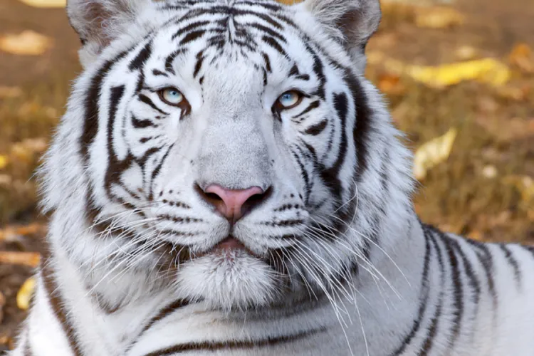 Indira și Adelina, doi tigri albi bengalezi, în premieră la Grădina Zoologică din Târgu Mureş