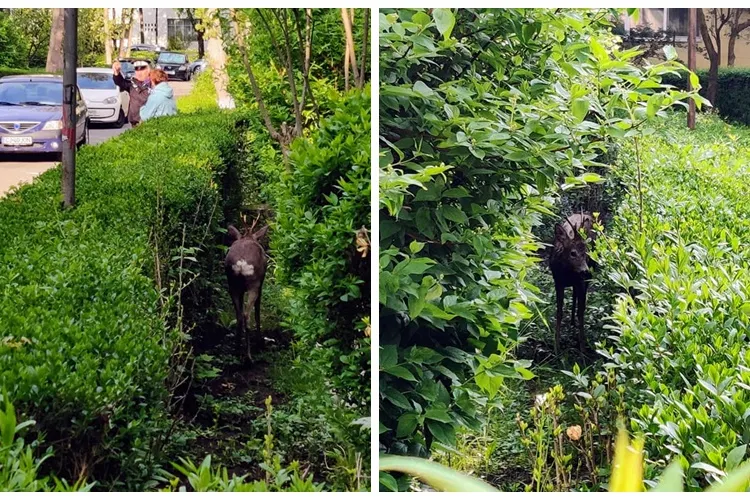 O căprioară a ajuns între blocurile din Gheorgheni, zona Albac: Le-am ocupat terenurile și am pus și garduri - FOTO