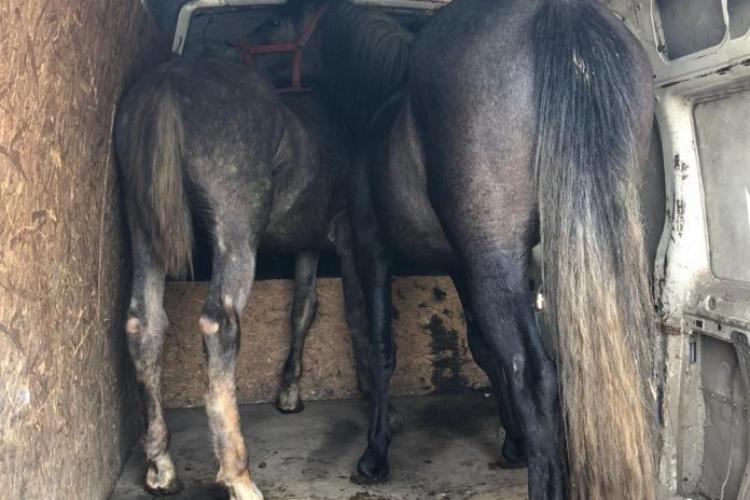 Doi cai, găsiți în Cluj după ce au fost furați de la o stână din Bistrița-Năsăud. Făptașii au apucat să vândă cabalinele înainte să fie prinși