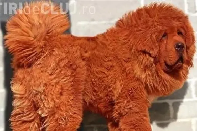 Cel mai scump caine din lume valoreaza un milion de lire sterline