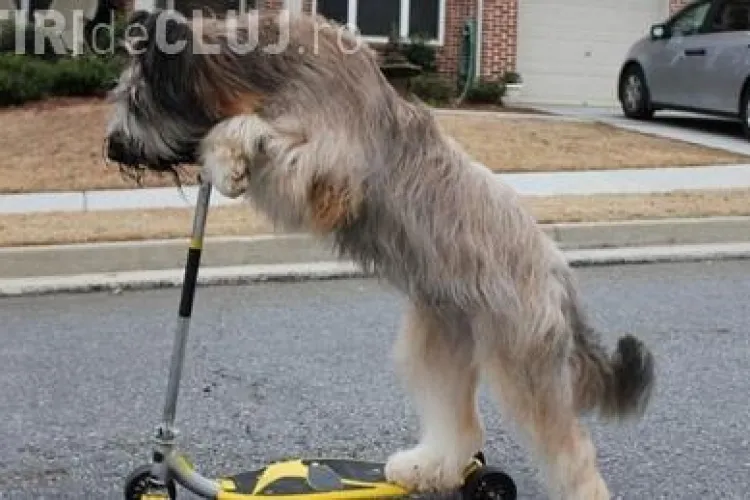 Cainele care merge cu trotineta! VEZI VIDEO
