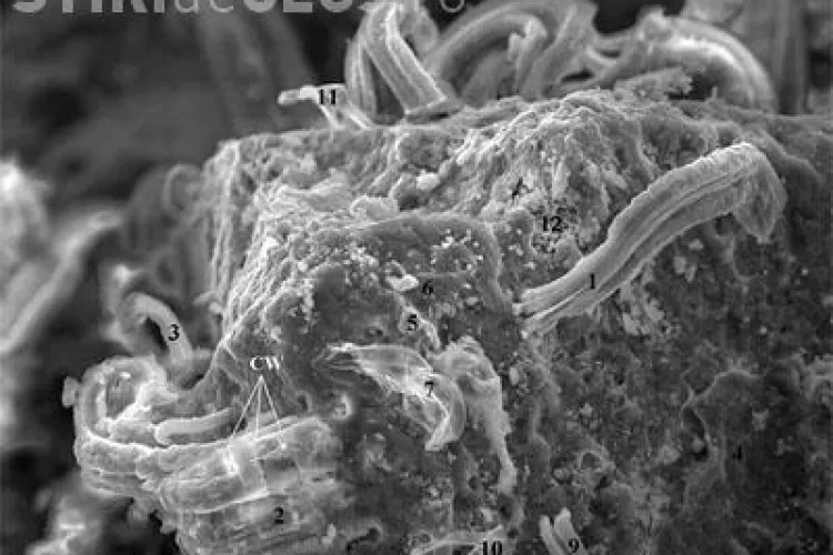 Un cercetator NASA a descoperit urme de viata extraterestra in fragmentele unui meteorit