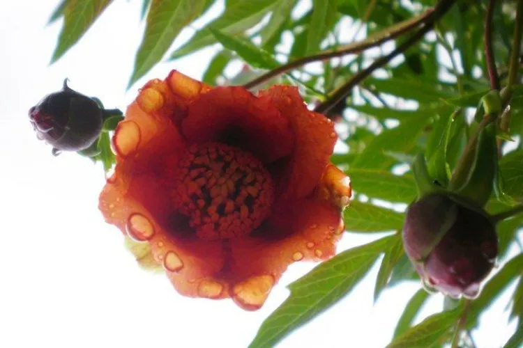 Vremea la Cluj: Primavara vine in weekend. Duminica vor fi 16 grade Celsius