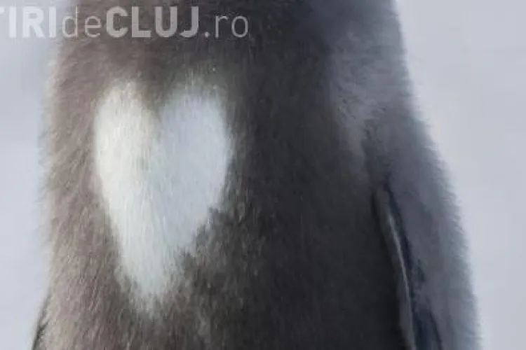 Pinguin cu o inimioara alba pe piept! VEZI FOTO