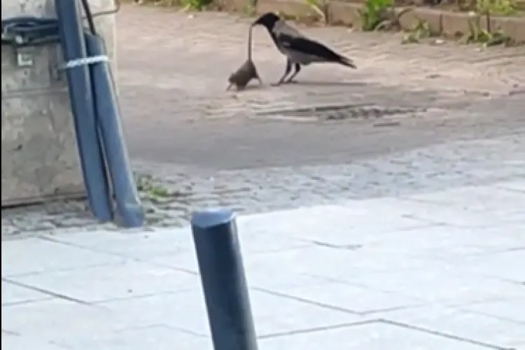 VIDEO - „Luptă” pe cinste între o cioară și un șobolan în centrul municipiului Cluj-Napoca: „Clujul cu multe stele!”