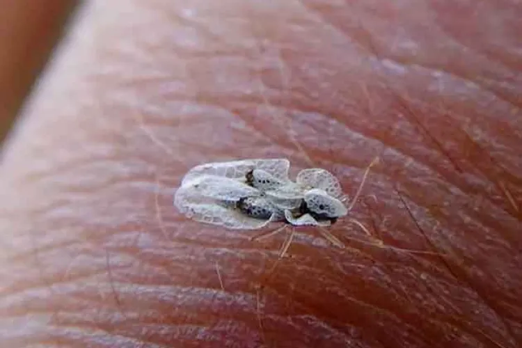 Tigrul platanului a invadat din nou Clujul și nu este leac pentru el! Ce este această insectă enervantă