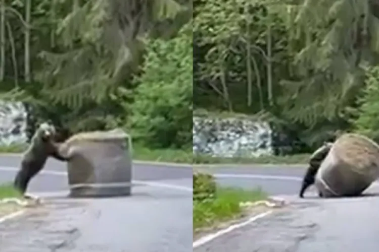 Un pui de urs, devenit vedetă, după ce s-a jucat pe șosea cu un balot de paie în timpul Raliului de la Argeș 