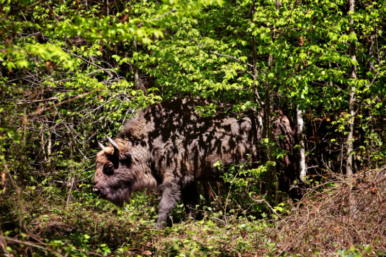 „Safariul” din Munții Transilvaniei, acolo unde pădurile sunt încă străbătute de marele zimbru. Zimbrii României pe prima pagină din New York Times