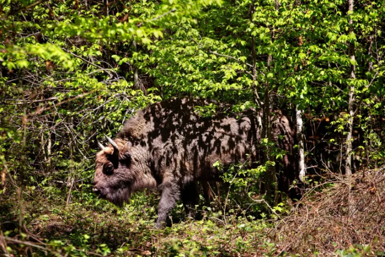 „Safariul” din Munții Transilvaniei, acolo unde pădurile sunt încă străbătute de marele zimbru. Zimbrii României pe prima pagină din New York Times