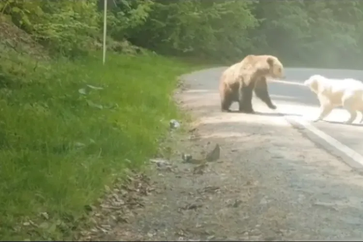 Un câine a ținut piept ursului. Cine ar fi câștigat înfruntarea - VIDEO   