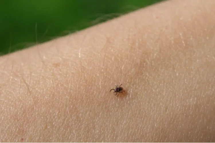 Zeci de copii și adulți, la spital, mușcați de căpușe! Care este județul din Transilvania cu cele mai multe cazuri înregistrate