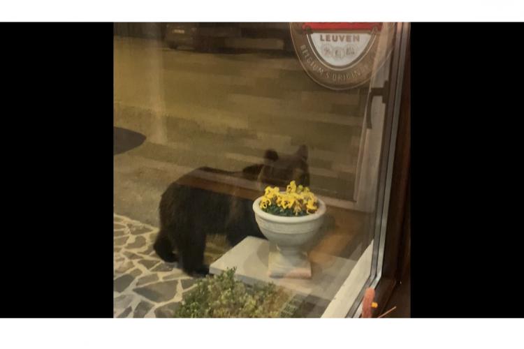 Panică la Predeal! Un urs a vrut să intre peste clienți într-un restaurant din Predeal - VIDEO