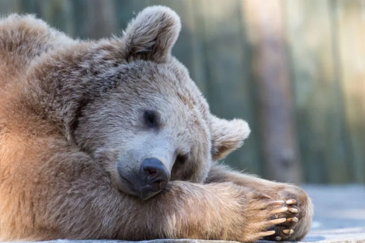 Polițiștii din Bistrița-Năsăud au găsit un urs împușcat și tranșat de braconieri în portbagajul unei mașini. Cazul, preluat de Tribunalul Militar Cluj