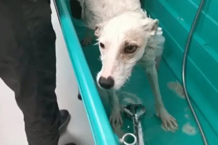 Cresc pedepsele pentru cruzimea împotriva animalelor. Zoofilia devine oficial infracţiune în România