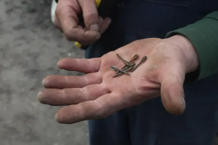 Armata rusă trage cu muniție brutală. Ce sunt „flechettes”, proiectil folosit rar de armatele moderne. „Sunt peste tot”