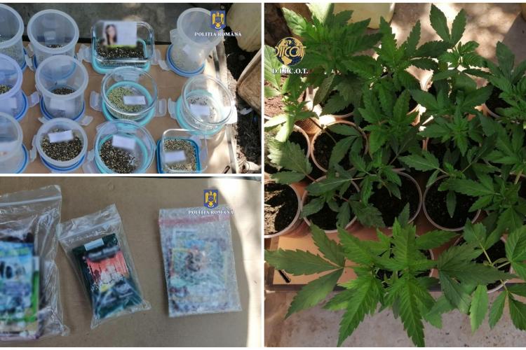 FOTO - Cannabis, crescut în ghiveci într-un apartament. Doi bărbaţi, arestaţi pentru trafic de droguri, în urma percheziţiilor