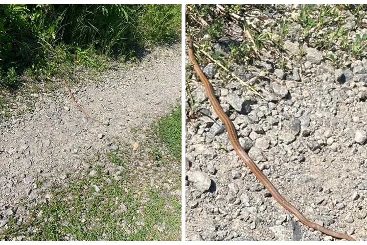 Șarpe observat în Mănăștur, pe strada Edgar Quinet: Nu stiu ce specie este dacă este sau nu veninos. Aveți grija! - FOTO