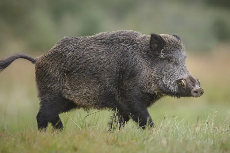 Caz de pestă porcină africană, confirmat la un mistreț găsit mort în Florești. Autoritățile iau măsuri drastice pentru a evita răspândirea focarului