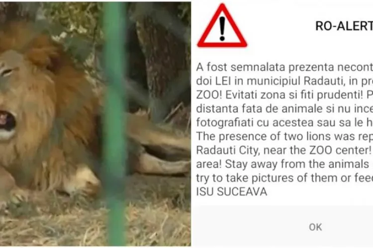 Mesaj Ro-Alert în Suceava: Doi lei au scăpat din cușcă la Zoo Rădăuți. „Evitați zona și fiți prudenți, nu hrăniți animalele”