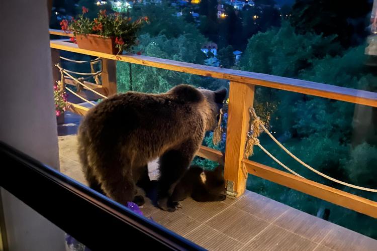 S-a trezit cu ursul pe terasa casei! Panica a fost la cote alarmante - VIDEO