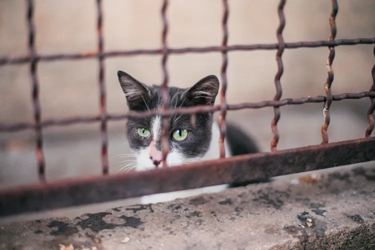 Caz HALUCINANT în Cluj! Un asiatic, văzut cu un pisic mort agățat de rucsac, „pentru mâncat”. Poliția animalelor ridică din umeri