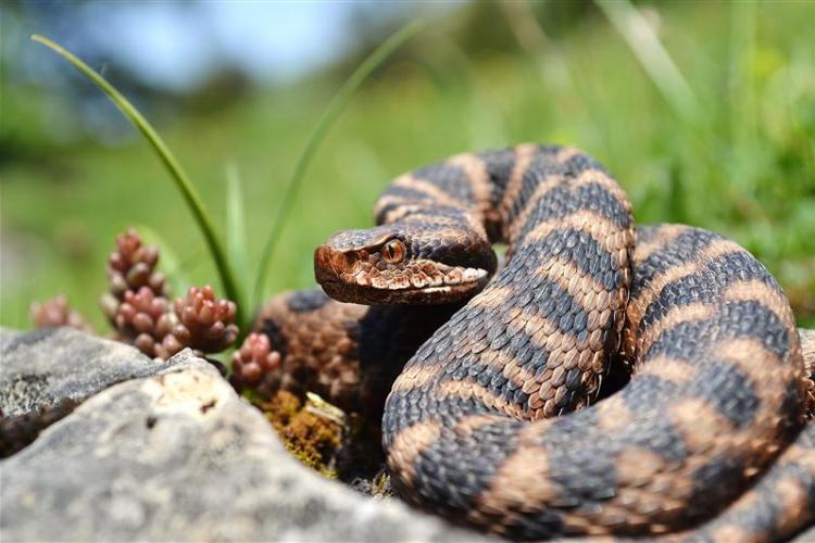 A început sezonul viperelor la Cluj: Cum ne putem proteja de muşcătura veninoasă a şarpelui