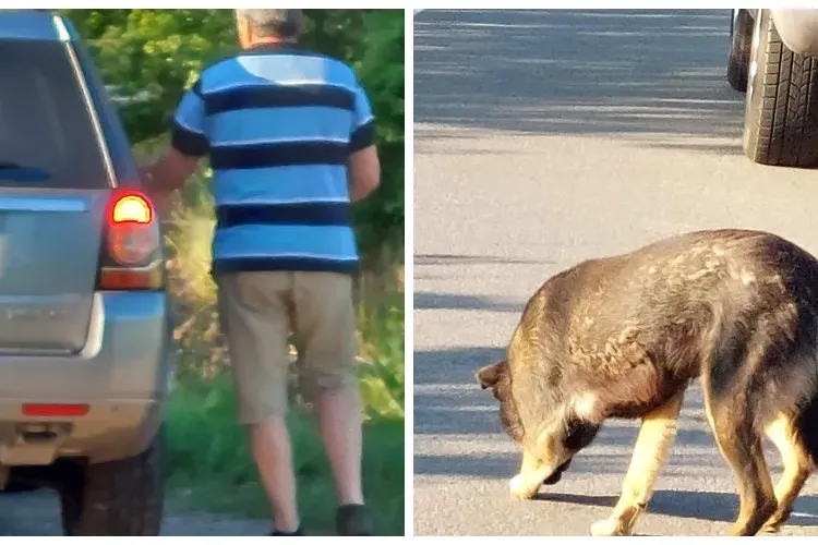 Român amendat cu 12.000 de lei pentru că și-a abandonat câinele    