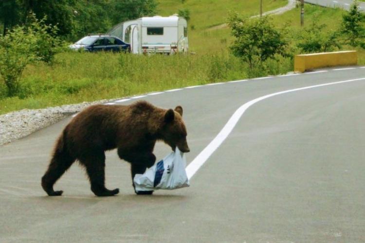 CLUJ - Mesaj RO-Alert: Un urs a fost văzut între comunele Mărișel și Râșca
