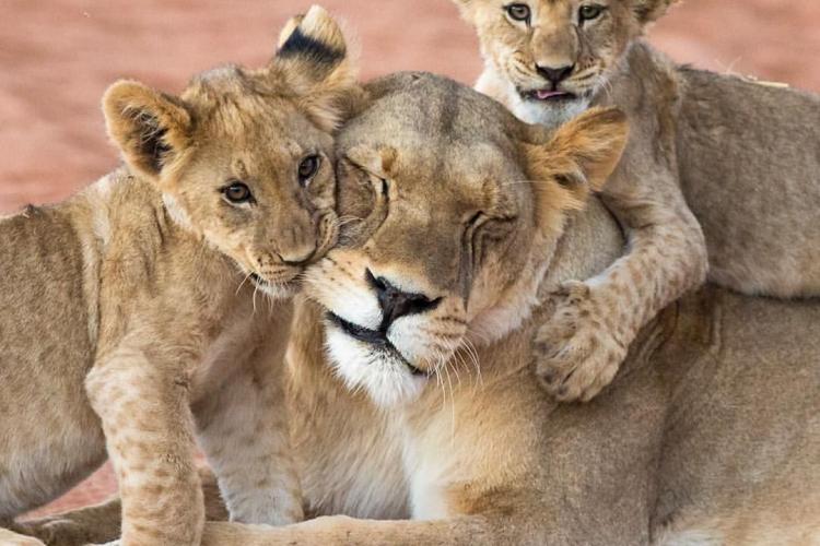 O leoaică de la Grădina Zoologică din Târgu Mureș a adus pe lume doi pui sub privirile a sute de vizitatori 