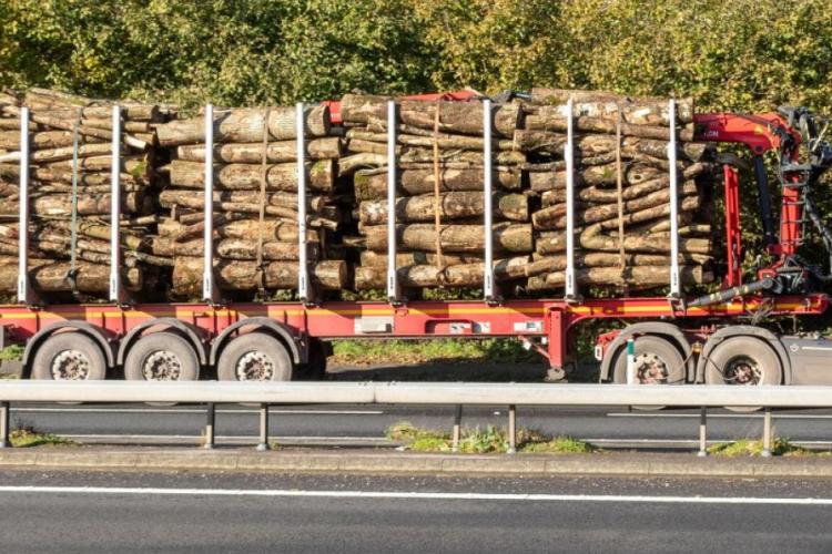 Ministerul Mediului: Nereguli grave constatate în urma controalelor Gărzii Forestiere privind trasabilitatea materialelor lemnoase 
