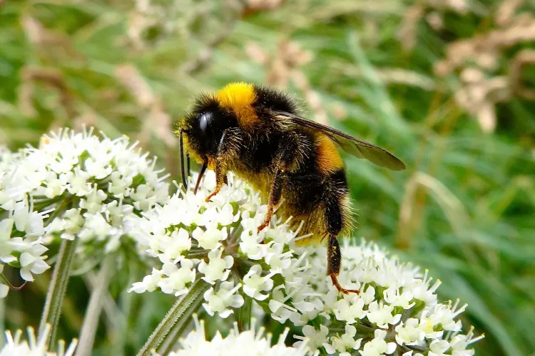 Tragic! O femeie a murit înțepată de un bondar, după ce a intrat în şoc anafilactic