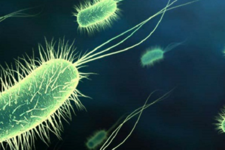 Ministrul Sănătății, despre alerta de holeră în România: „Există bacterii în ape!”