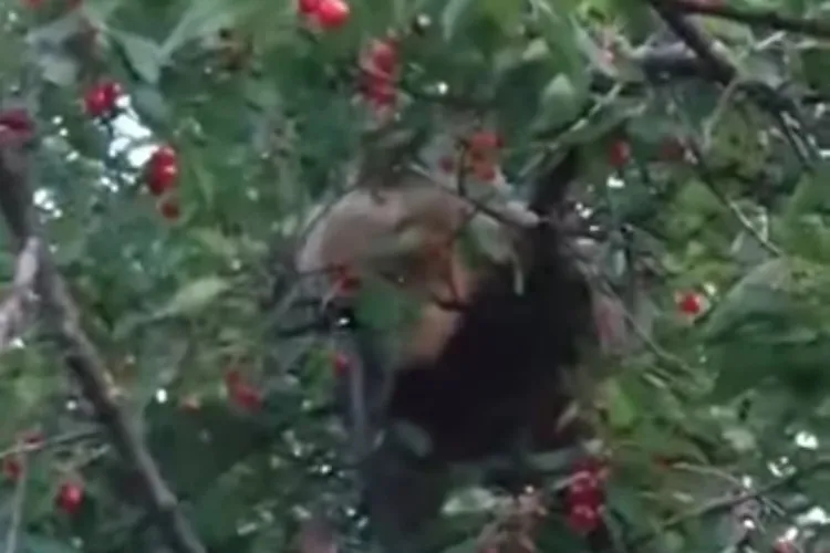  VIDEO. Pui de urs, prins la „furat” de cireşe. Cocoţat în pom i-a ignorat pe localnici