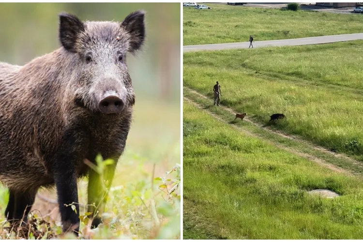 Mistreț salvat în Florești și îndrumat spre pădure! Ajunsese lângă stradă și era în pericol - VIDEO