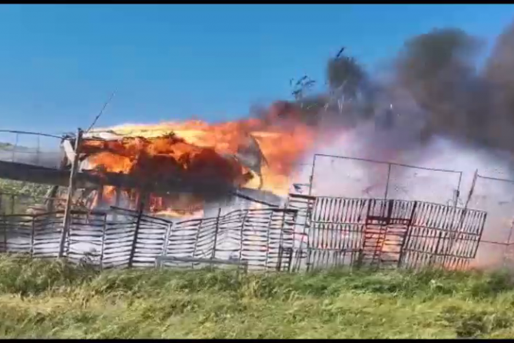 Incendiu pe strada Augustin Maior, la o mică fermă cu porci! Flăcările au cuprins toată construcția - VIDEO și FOTO   