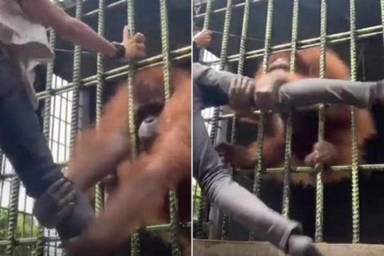 VIDEO - Un bărbat era să plece cu piciorul rupt dintr-o grădină Zoologică, după ce un urangutan l-a atacat printre gratii