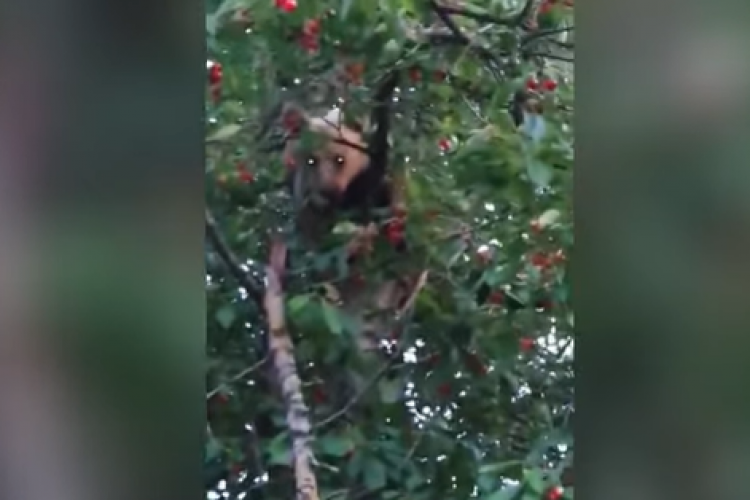 VIDEO - Ursuleț, prins la furat de cireșe. Cățărat într-un pom, puiul i-a ignorat pe oamenii din jur și și-a văzut de treabă