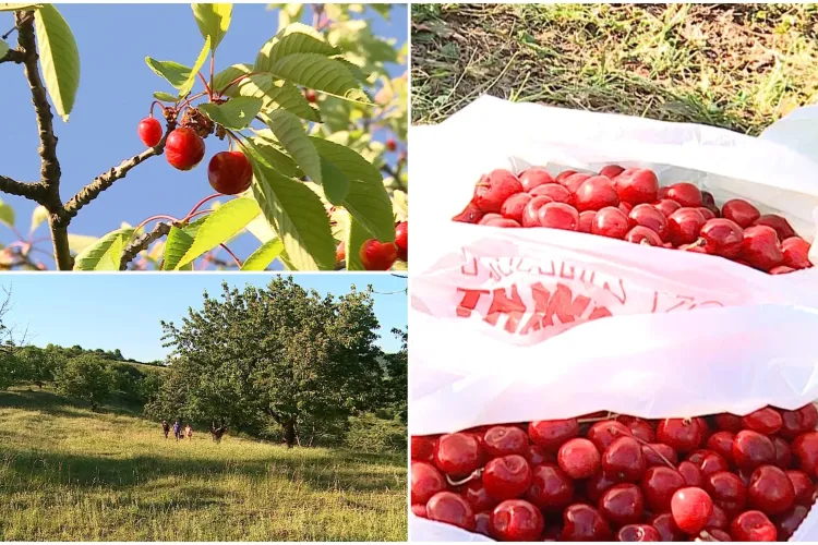 Livada din România unde plătești 10 lei la intrare și mănânci câte cireșe poftești