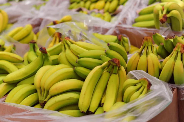 Aproape o tonă de cocaină a ajuns din greșeală pe rafturile unor magazine. Traficanții au ratat interceptarea 