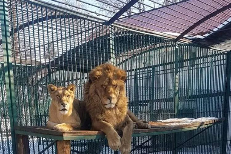 Cum au reușit leii din Rădăuți să „evadeze” din cușcă. După aproape o oră și jumătate, animalele au fost tranchilizate și reintroduse în țarc