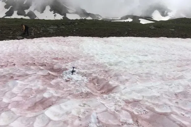 Ce este fenomenul denumit „Zăpadă sângerie”. Cercetătorii caută o soluție pentru a încetini efectele ireversibile ale fenomenului ciudat