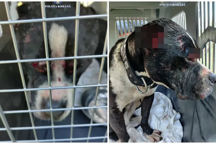 Luptă ilegală de câini surprinsă în flagrant în timpul unor percheziții din comuna Baciu, la crescătorii de câini de lupte - VIDEO