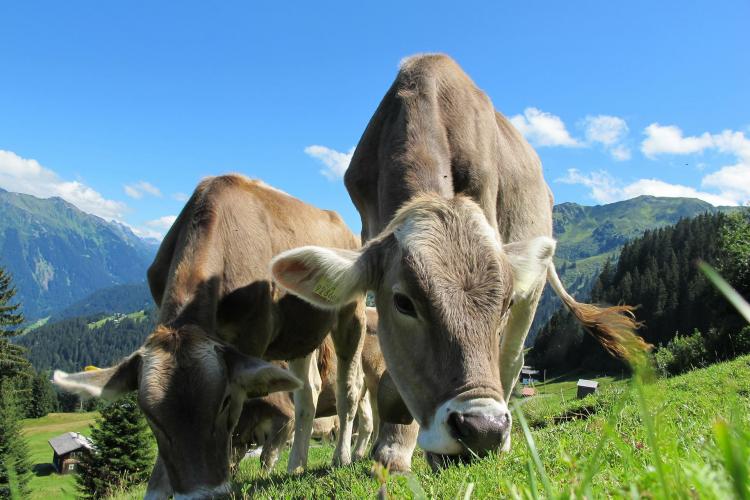 UE susține că românii trebuie să mai renunțe la crescut vaci, pentru că poluează