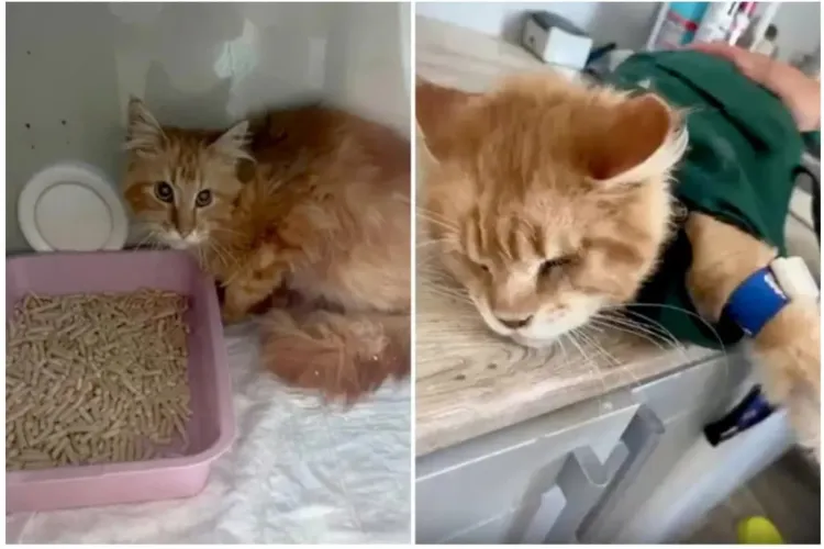 O femeie a fost mâncată de cele 20 de pisici de companie, după ce a căzut și a murit