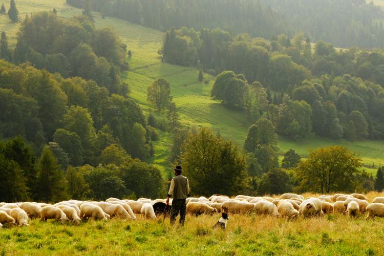 Criză de ciobani fără precedent, chiar și la salarii de 5000 de lei. Fermierii români, la mila bacilor din Bangladesh