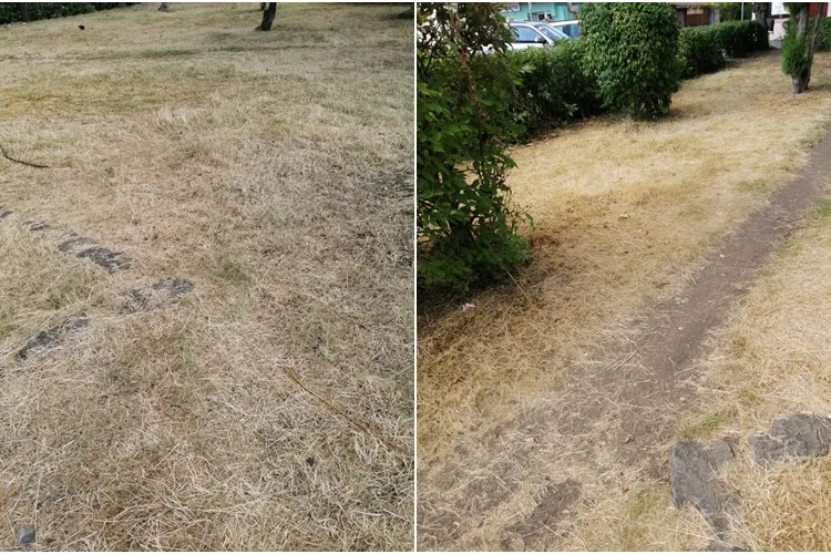 Spațiile verzi din tot Clujul arată pârjolite de caniculă: ”Parcă au fost erbicidate. Culmea e că în curți nu arată așa!” - FOTO