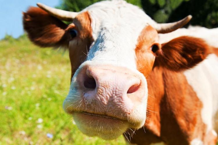 Microplastic identificat, pentru prima dată, în carnea și laptele animalelor crescute la fermă. Ce e de făcut