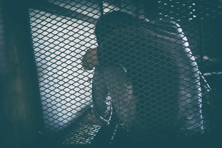 Peste 130 de arestări, într-un dosar deschis de Europol pentru trafic de persoane. Rețeaua internațională acționa și în România