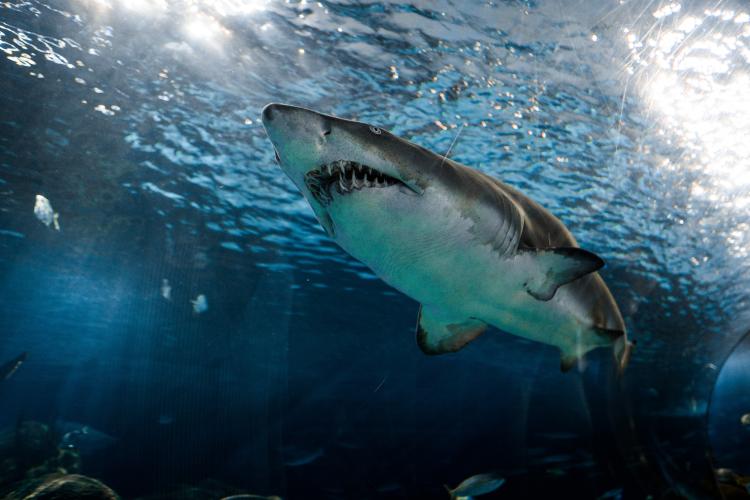 Există rechini în Marea Neagră? Lucruri mai puțin știute despre secretele din adâncuri