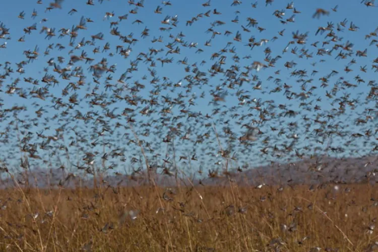 VIDEO - Imagini apocaliptice în Tulcea. Lăcustele au invadat terenurile agricole pe suprafețe foarte mari  